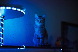 Lampe UV urine de chat