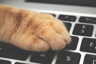 Blogger chat : conseils pour les amoureux des chats