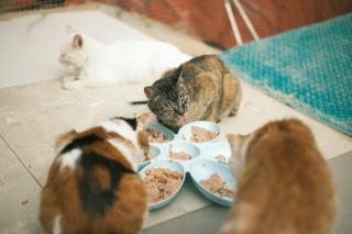 Aliments dont les chats raffolent : tout ce que vous devez savoir