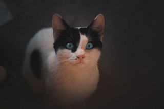 Chat qui miaule la nuit : comprendre pourquoi, et que faire