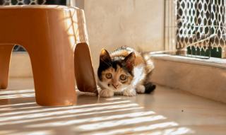 Comment empêcher un chat de faire pipi partout : tout ce que vous