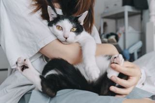 Mon chat me colle plus que d'habitude : tout ce que vous devez sa