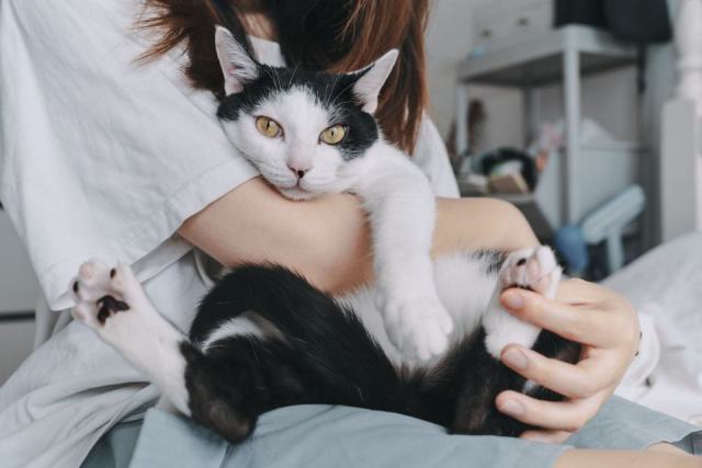 Mon chat me colle plus que d'habitude : guide complet pour les amoureux des chats