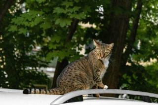 Chat qui bat de la queue signification : tout ce que vous devez s