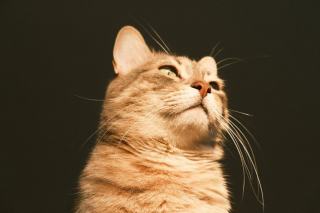 Que faire si mon chat a chaud : tout ce que vous devez savoir