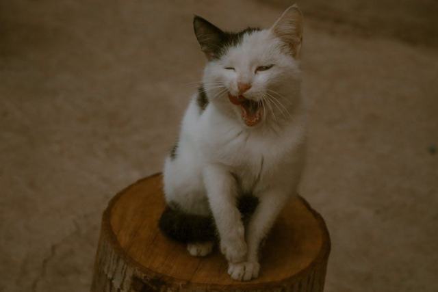 Chat noir cp : notre selection feline