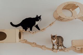 Accessoire chat : sélection originale sur Chat Bada