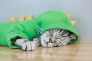 Pyjama pour chaton : sélection originale sur Chat Bada