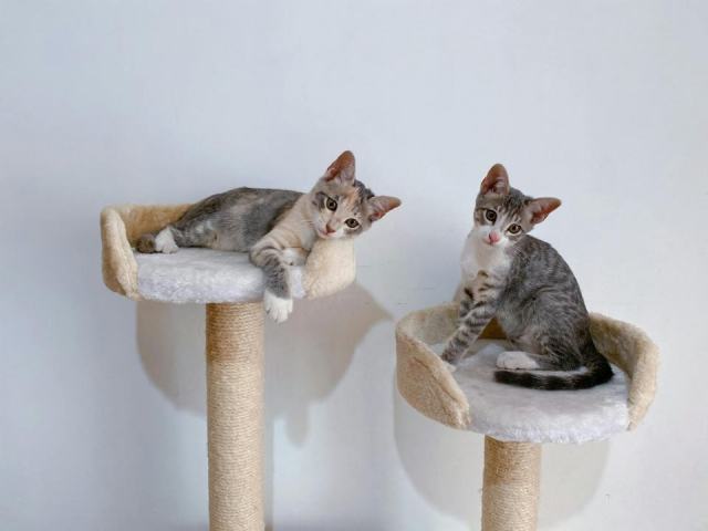 Arbre à chat haut : détail produit et avis