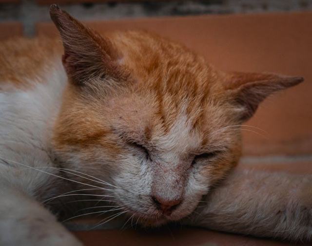 Bague chat arc en ciel : l'accessoire chat qu'il vous faut