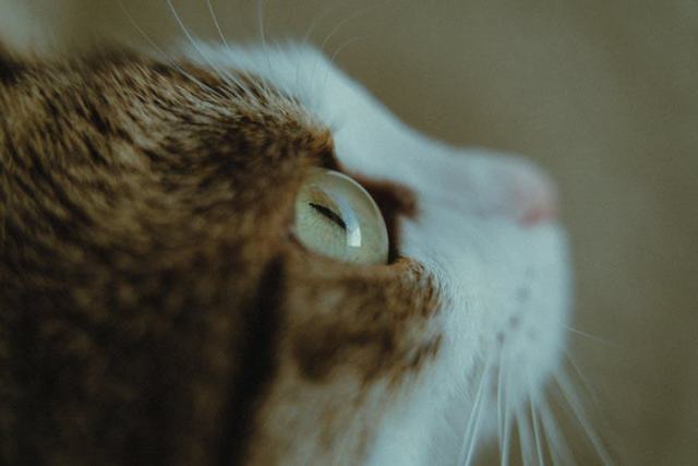 Bague oeil de chat vert : l'accessoire chat qu'il vous faut