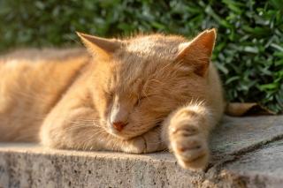 Bague patte de chat : cadeau chat original sur Chat Bada