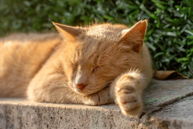 Bague patte de chat : l'accessoire chat qu'il vous faut