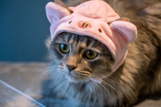 Bonnet chat : sélection originale sur Chat Bada