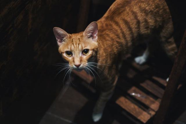Boucle d'oreille patte de chat : l'accessoire chat qu'il vous faut Boucle d'oreille patte de chat : l'accessoire chat qu'il vous faut