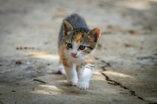 Bracelet chaton : sélection originale sur Chat Bada