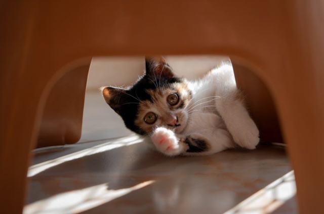 Bracelet chaton : notre selection feline Bracelet chaton : notre selection feline