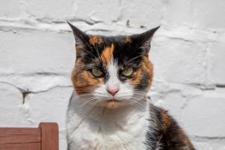 Cartable chat aristochat | Chat Bada