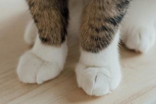 Chaussons chat : sélection originale sur Chat Bada