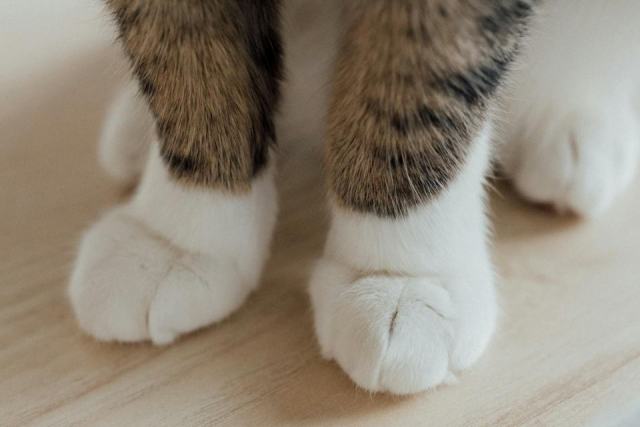 Chaussons chat : notre selection feline Chaussons chat : notre sélection féline