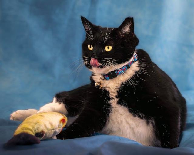 Chausson chat femme : détail produit et avis Chausson chat femme : détail produit et avis