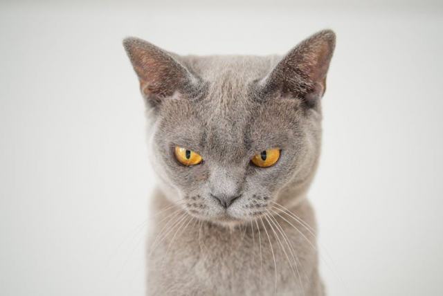 Chausson chat fille : détail produit et avis