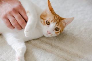 Chausson chat homme | Chat Bada