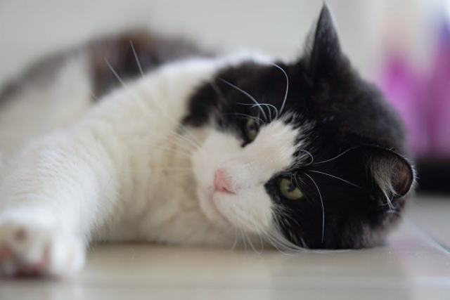 Chausson chat noir : l'accessoire chat qu'il vous faut