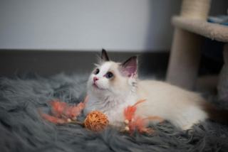 Chat pompon : cadeau chat original sur Chat Bada