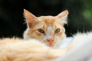 Pantoufle chat adulte | Chat Bada