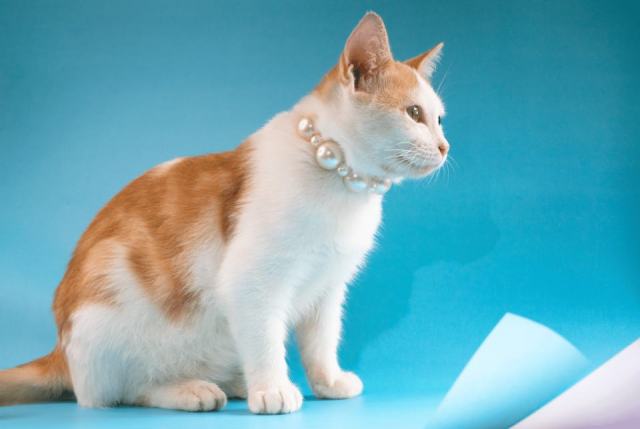 Pendentif chat perle : l'accessoire chat qu'il vous faut