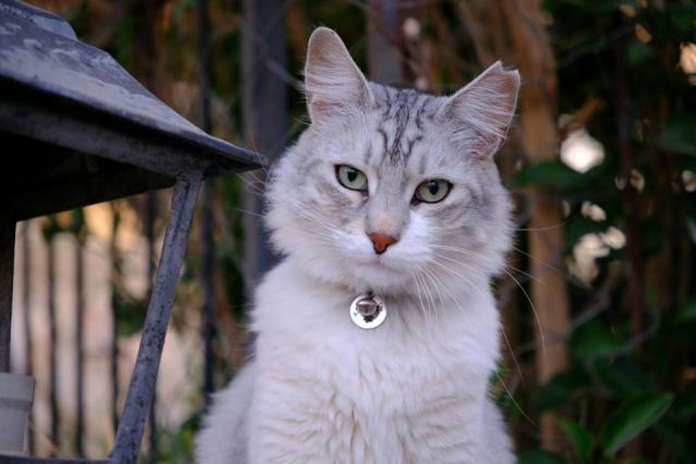 Pendentif chat argent : l'accessoire chat qu'il vous faut Pendentif chat argent : l'accessoire chat qu'il vous faut