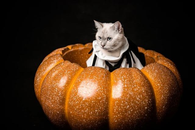 Deguisement halloween pour chaton : notre selection feline