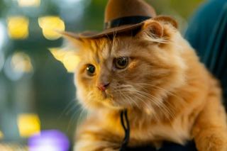 Chapeau pour chat : cadeau chat original sur Chat Bada