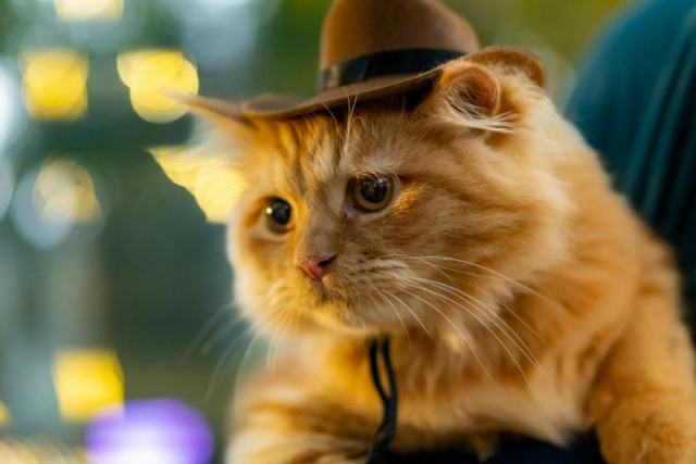 Chapeau pour chat : l'accessoire chat qu'il vous faut