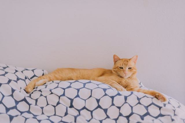 Chat costume tigre : l'accessoire chat qu'il vous faut