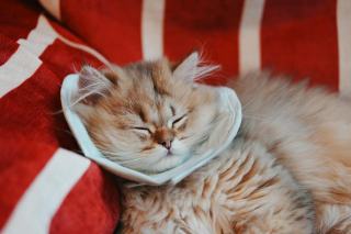 Collerette chat maison : cadeau chat original sur Chat Bada