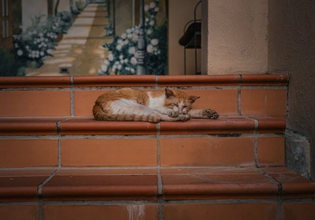 Chat araignée : l'accessoire chat qu'il vous faut