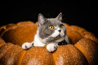 Chaton halloween : cadeau chat original sur Chat Bada