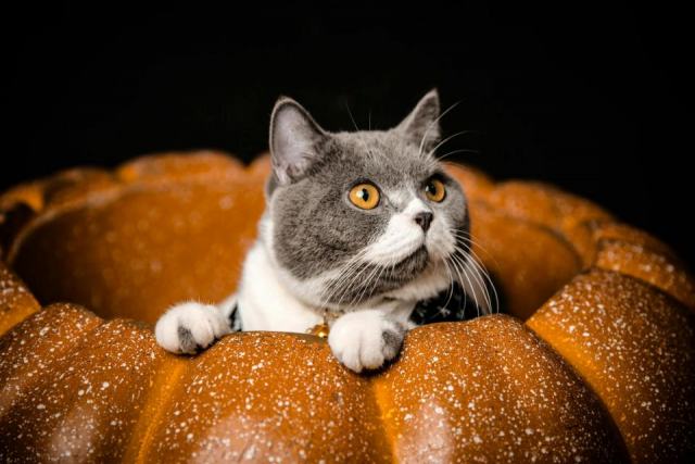 Chaton halloween : l'accessoire chat qu'il vous faut Chaton halloween : l'accessoire chat qu'il vous faut