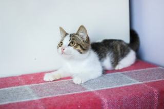 Chaton halloween : cadeau chat original sur Chat Bada