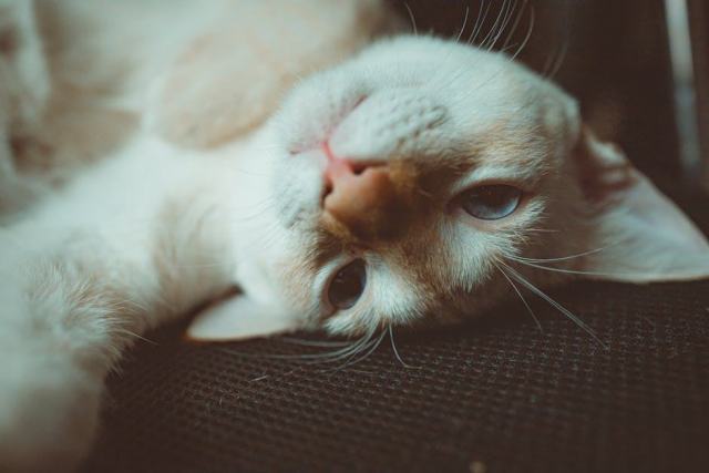 Habit pour chat : l'accessoire chat qu'il vous faut