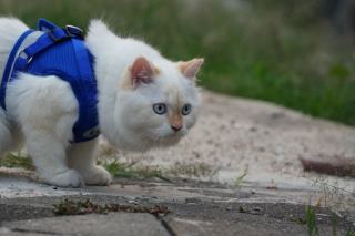 T shirt médical pour chat : cadeau chat original sur Chat Bada