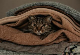 Couverture avec chat : cadeau chat original sur Chat Bada