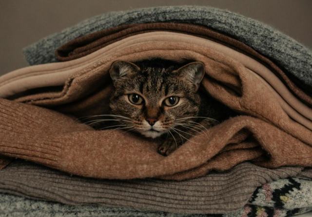 Couverture avec chat : boutique chat Chat Bada Couverture avec chat : l'accessoire chat qu'il vous faut