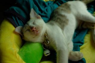 Couverture avec chat : cadeau chat original sur Chat Bada