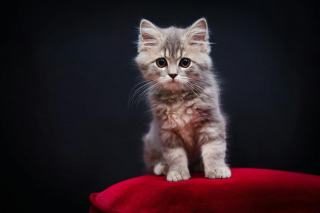 Tableau chaton attendrissant : cadeau chat original sur Chat Bada
