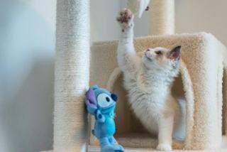 Griffoir rond pour chat : sélection originale sur Chat Bada