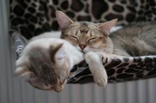 Hamac pour chat : sélection originale sur Chat Bada