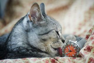 Horloge arbre | Chat Bada